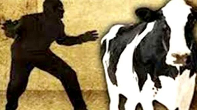 কালিয়াকৈরে গরু চোরের উৎপাতে অতিষ্ট এলাকাবাসী