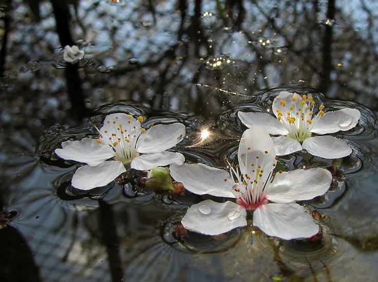 niphrediill's tweet photo. core of nature https://t.co/MsWEFIFiWo