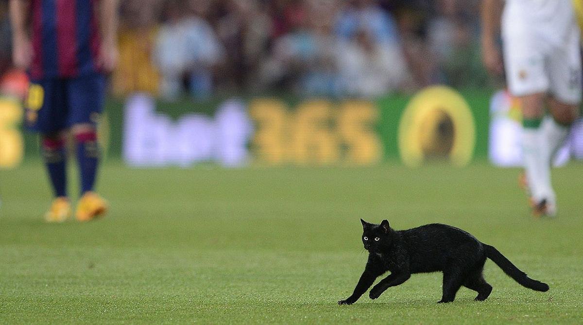 UNIVERSO_1899's tweet photo. Hoy ha aparecido un conejo en el entrenamiento del Barça.

Oficialmente hemos roto la maldición del gato negro con el conejo de la suerte. La sexta ES INEVITABLE. https://t.co/yiah6t0RtS