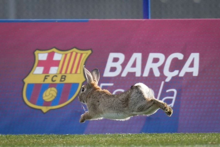 Hoy ha aparecido un conejo en el entrenamiento del Barça.

Oficialmente hemos roto la maldición del gato negro con el conejo de la suerte. La sexta ES INEVITABLE.