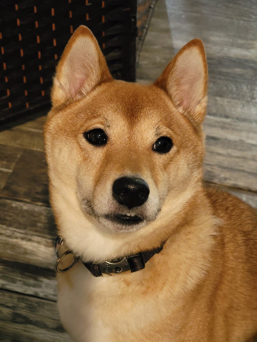 Kitsune has a vet visit today. She's getting a blood panel done, then surgery is on Thursday for lump removal.