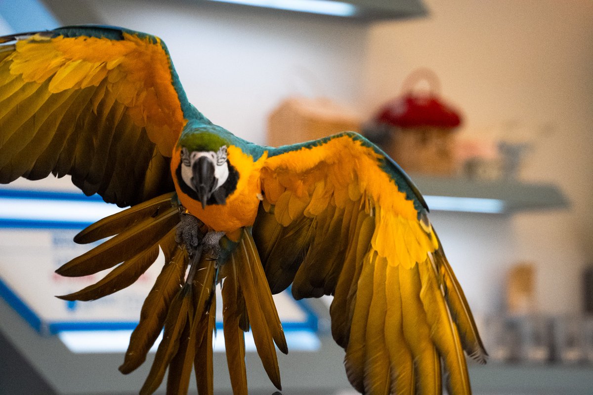 저희집 새는 아니구요
카메라 수련겸 카페 새 비행
두번째는 얼굴 핀이 나가서 아쉬워요