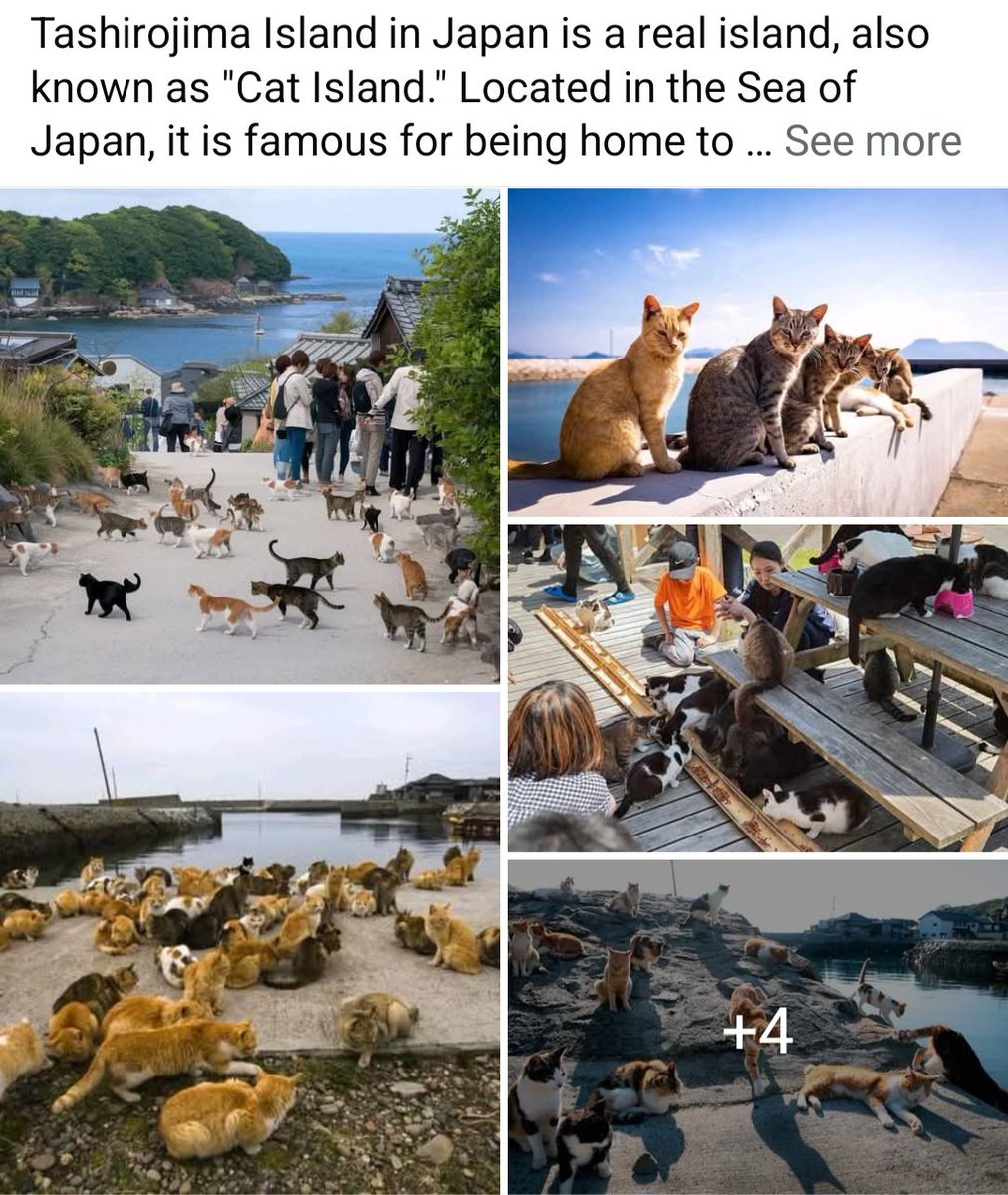 MahiraA67566583's tweet image. 'Cat Island' in Japan. China must learn a thing or two from the Japanese 😼 #happycats 😻
@MFA_China China rapidly gaining global condemnation/hatred  #AnimalCruelty WHY is the government silent? 😤