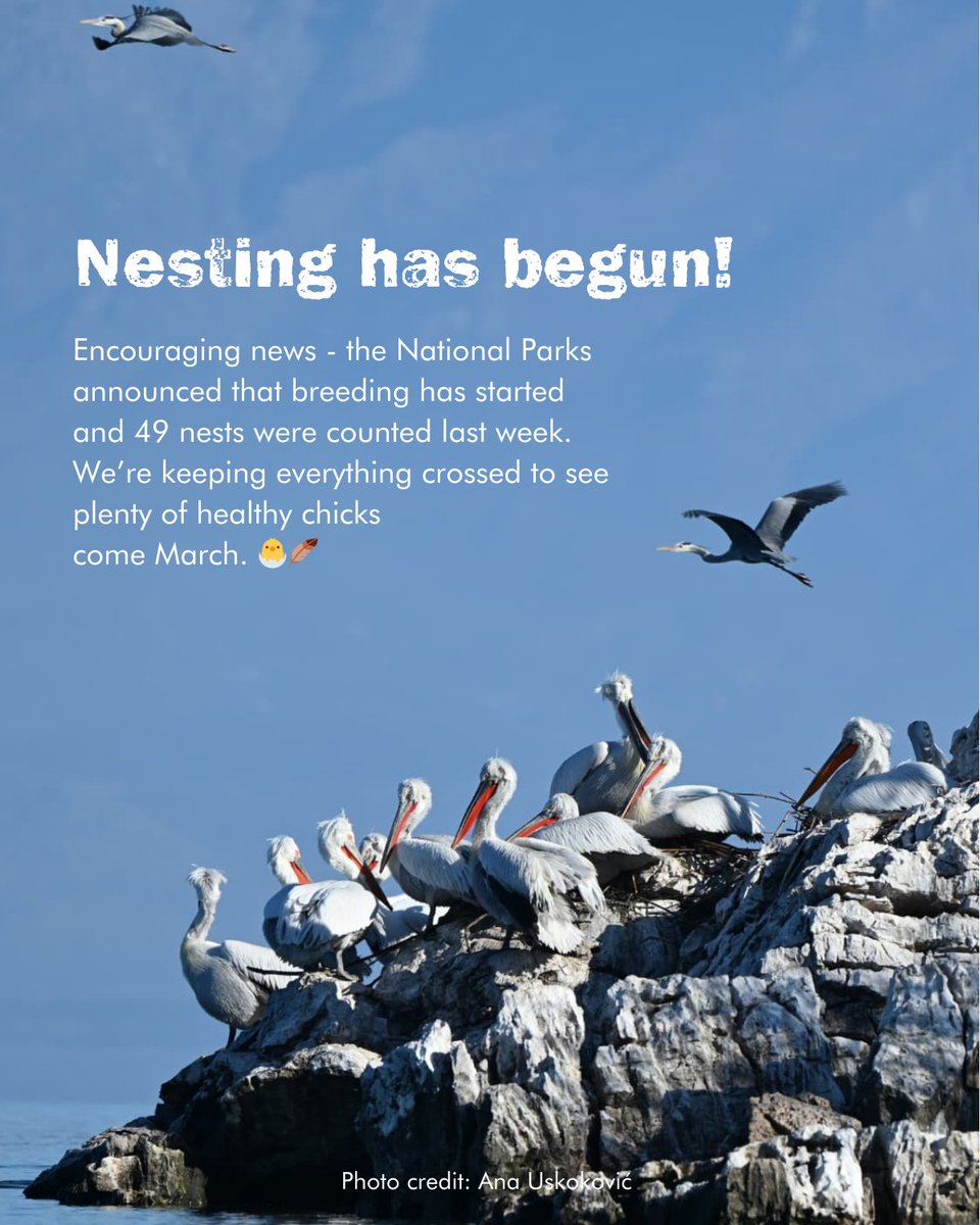 Great news from Lake Skadar #Montenegro, where the #DalmatianPelicans have begun nesting.

Find out how our adventures are helping these rare birds, directly funding urgently needed protection measures.

👉 undiscoveredbalkans.com/dalmatian-peli…