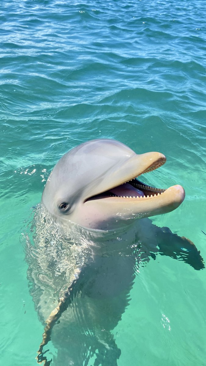 Dolphin Discovery tweet media