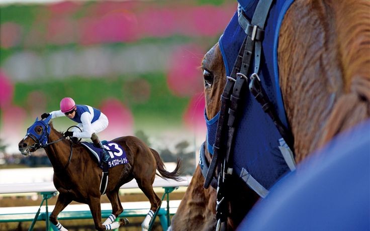 ダイワスカーレット🏇 tweet media