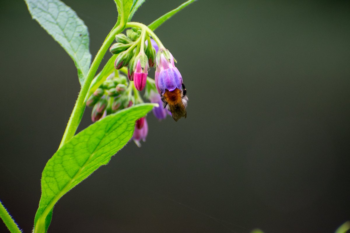 George_Billo's tweet photo. 🐝 Busy bee on blooms 🌸💜 #NatureLovers #SaveTheBees #MacroPhotography #Pollinators #Wildflowers #BeeFriendly #InsectPhotography #FloralBeauty #GardenLife #NatureIsAwesome #BeeConservation #CloseUpNature #Biodiversity #EcoFriendly #photograghy #Nikon https://t.co/3zOv23Pp2j