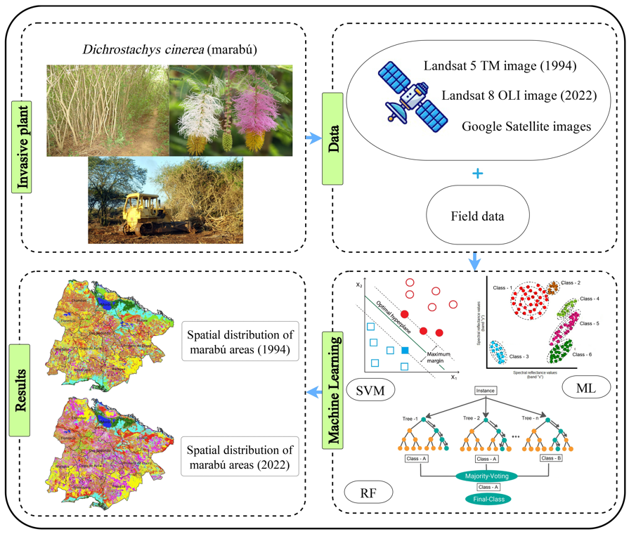 RemoteSens_MDPI's tweet image. 🌿🌿 Mapping and Monitoring of the #Invasive #Species Dichrostachys cinerea (Marabú) in Central #Cuba Using #Landsat Imagery and #MachineLearning (1994–2022)

✍️ Alexey Valero-Jorge et al.
🔗 brnw.ch/21wQiOm