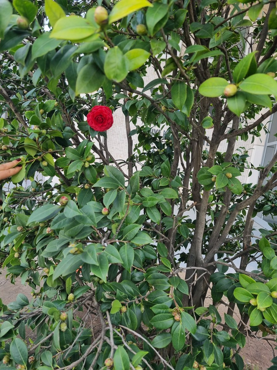 Bütün bu kaosun içinde,senin hayatimda varlığın misali <a href="/sahnurk/">zeynep🎭💛</a>