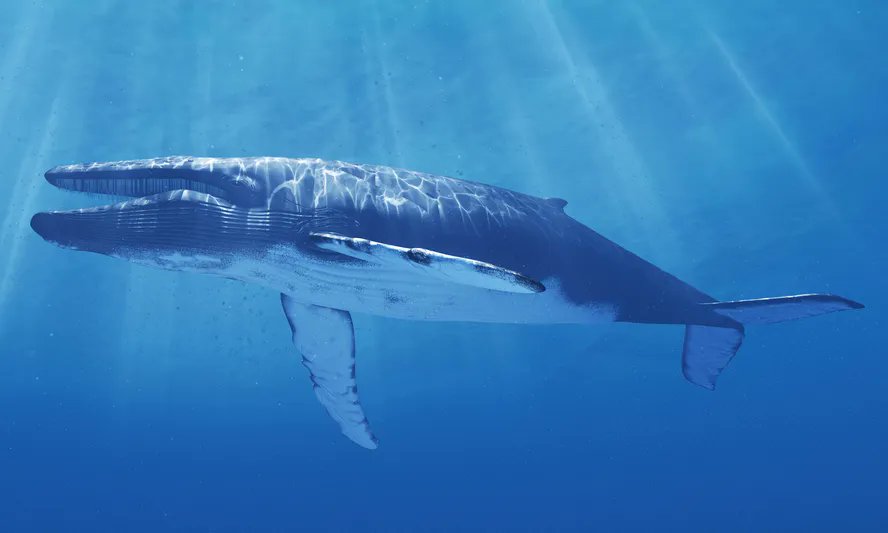 curiosidadafoco's tweet photo. Baleia-azul (Balaenoptera musculus)
📜 Descrição: O maior animal do mundo, a baleia-azul pode atingir até 30 metros de comprimento e pesar mais de 180 toneladas. Seu canto é uma das características mais fascinantes. #mamiferos #baleiaazul #mar https://t.co/K36vmGq4fk