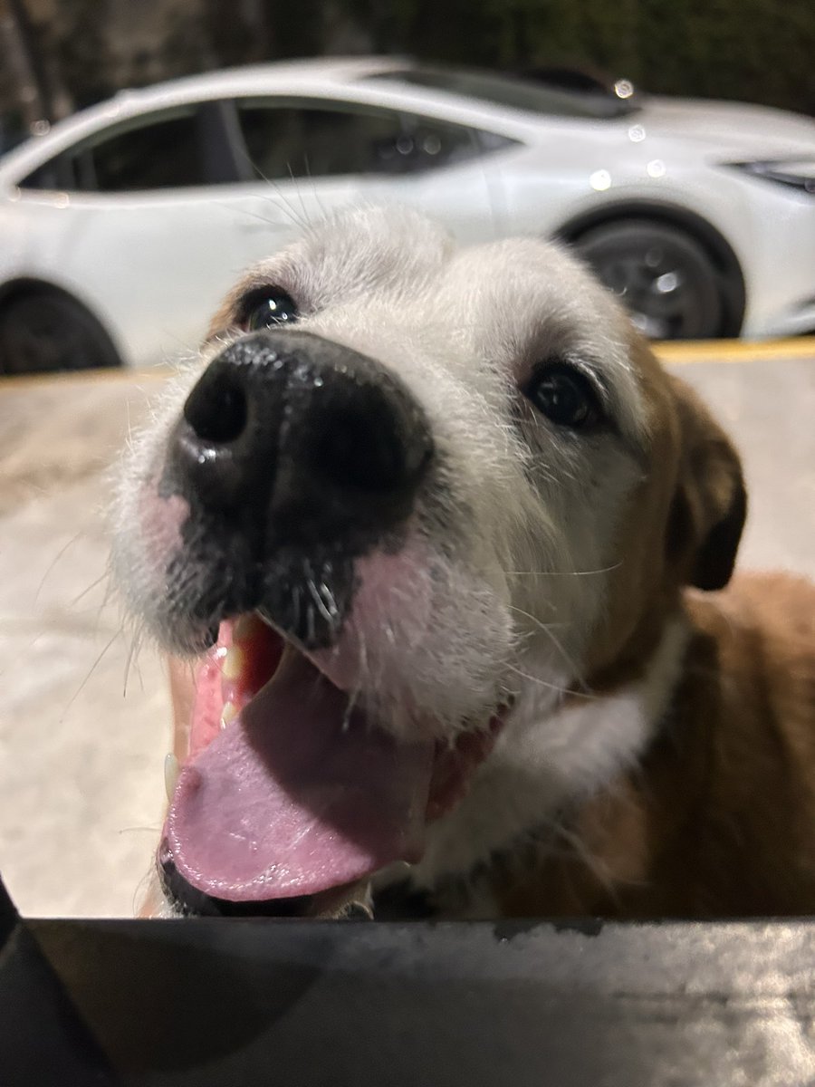 VIBRAmascotas's tweet photo. Nos piden ayuda para localizar a la familia de este peludo, tiene collar sin placa. 
Ayúdanos compartiendo por favor 🙏🏽 
Información al 5573891579 
@diann_reyy
#encontrado #CDMX #coloniaTransito #comparte #BuscaASuFamilia. 
@PrrosPerdidosMX
@Animales_CDMX @Alina_Gag @c4jimenez https://t.co/4cLzaZobs1