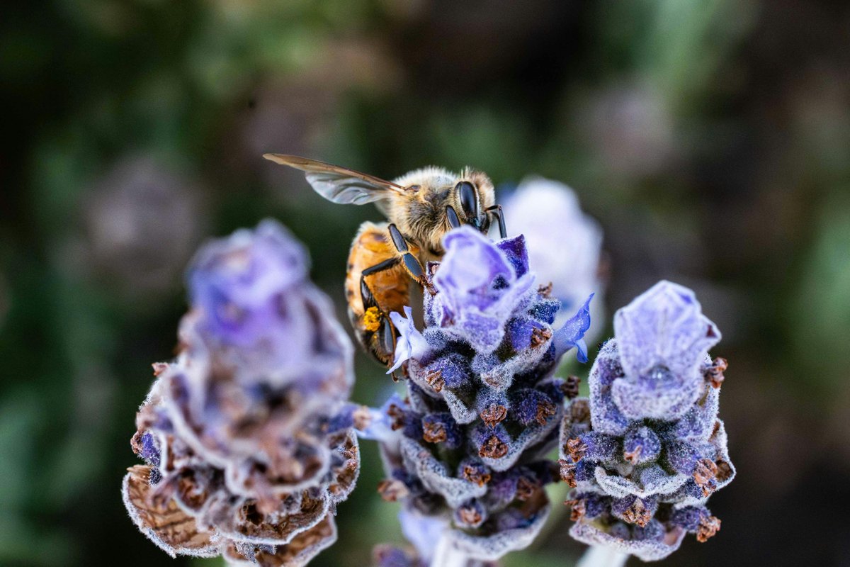 beebuiltsupply's tweet image. Bees play a huge role in our food system! 🌍

Around 75% of flowering plants and 35% of the food we eat depend on pollinators like bees. Without them, many fruits, vegetables, and nuts would be much harder to grow.

📷 Jesus Ontiveros

#BeeFacts #PollinatorPower #SaveTheBees