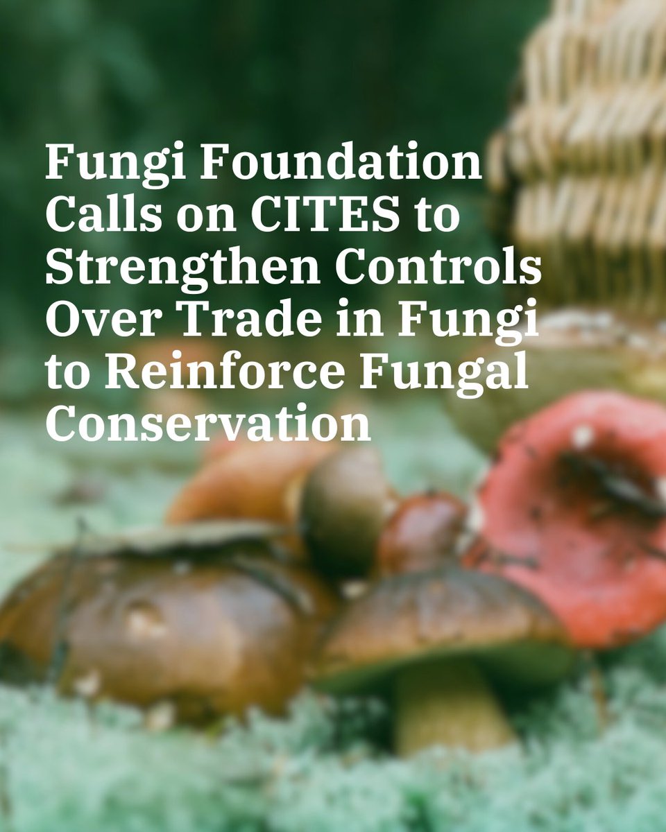 Together with <a href="/JohnEScanlon/">John E. Scanlon AO</a>, former Secretary-General of the <a href="/CITES/">CITES</a>, we have released critical baseline information to advocate for the inclusion of #fungi CITES framework 👉🏽 shorturl.at/TK3Mx