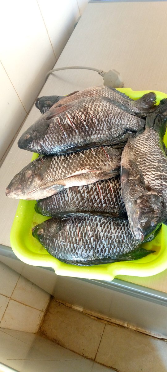 DerasylFishhub's tweet photo. We offer you #FreshFish #Tilapia #Samaki #Ngege @affordable prices. Make your order now:0713897483. Prices range from 350 -550 shillings depending on size. https://t.co/AWFg5sxAdE
