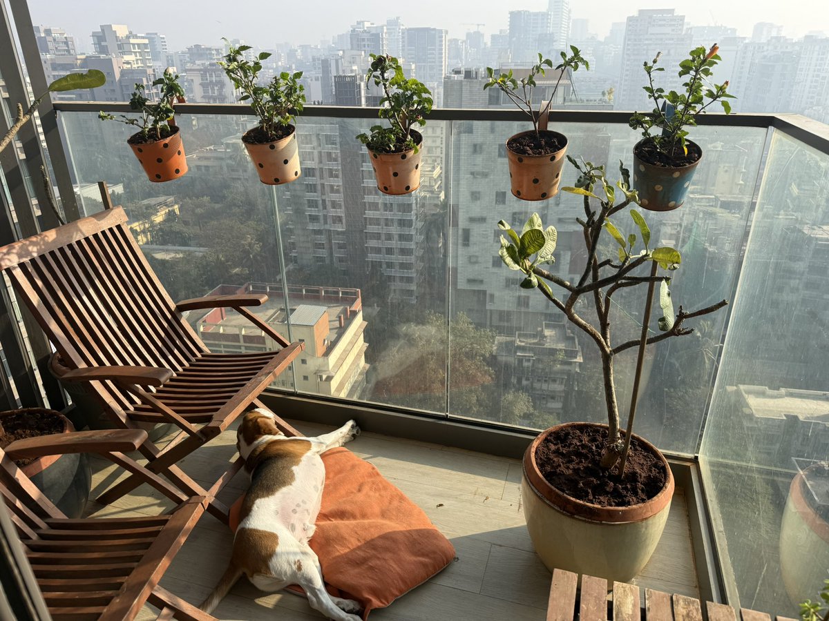 Yodatheunwise's tweet photo. Just another beagle living his best life…

#beagle https://t.co/qxvzl6owgA