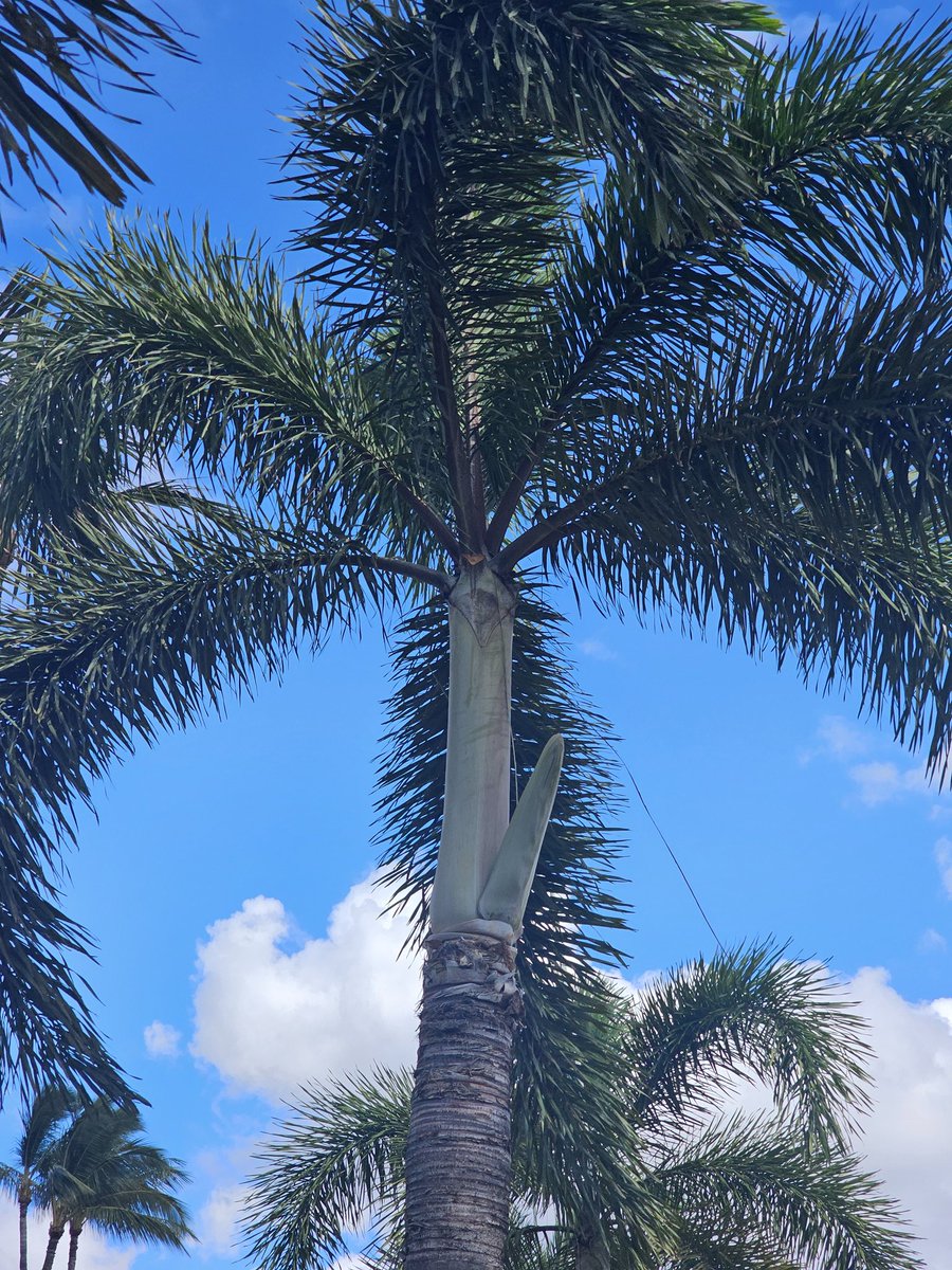 emme_fox_of's tweet photo. These trees are very...erm virile! 🤭 https://t.co/oVbD7rYy3g