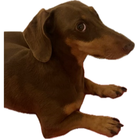 ValenLiza's tweet photo. A mi Salchi le duele la panza ( fuente : yo) y Mi mamá le acaba de pedir a Alexa “ música para relajar perritos “ https://t.co/vc87D3XOI1