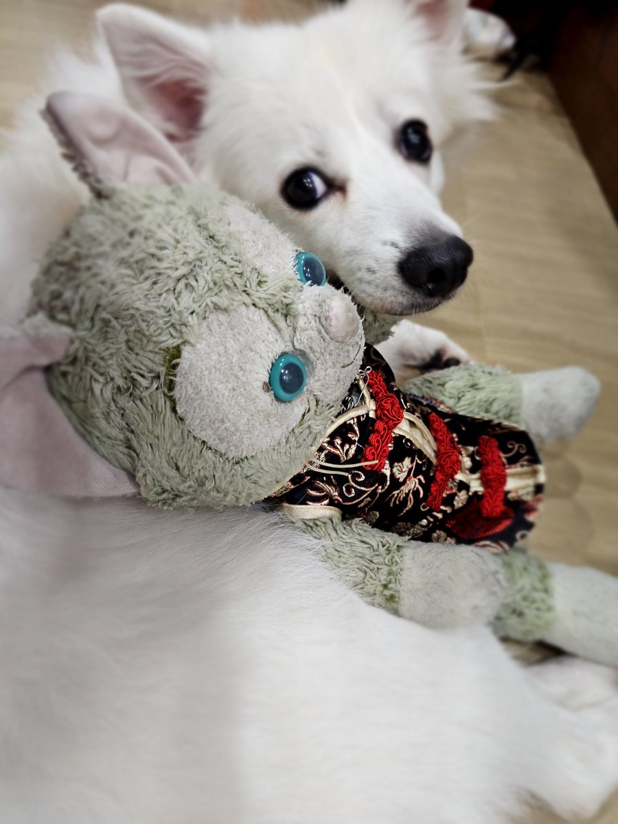 Another cny another dog to terrorise 😎