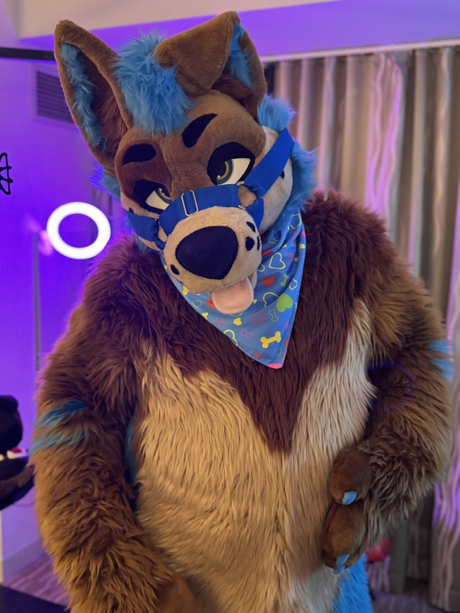 When he gives you this look because he wants rubs  👀 

#tummytuesday