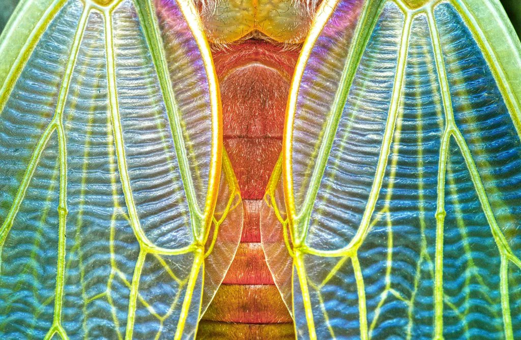 Rainmaker1973's tweet photo. The incredible colors of the wings of a newly emerged cicada https://t.co/NJmIQc7aF1