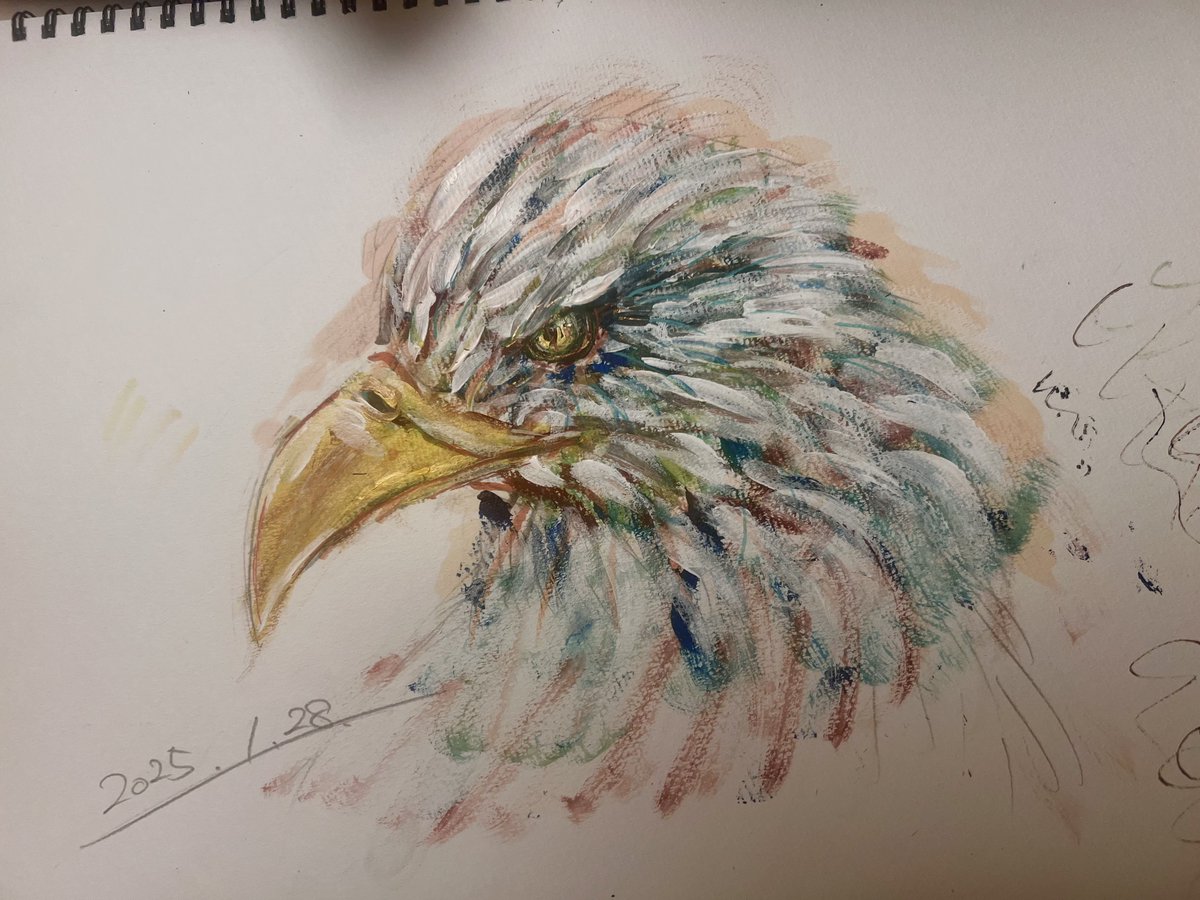 鷹を描きましたー！✨🦅

#絵描きさんフォロバ１００  #イラスト好きさんと繋がりたい  #絵描きさんと繫がりたい  #イラスト
