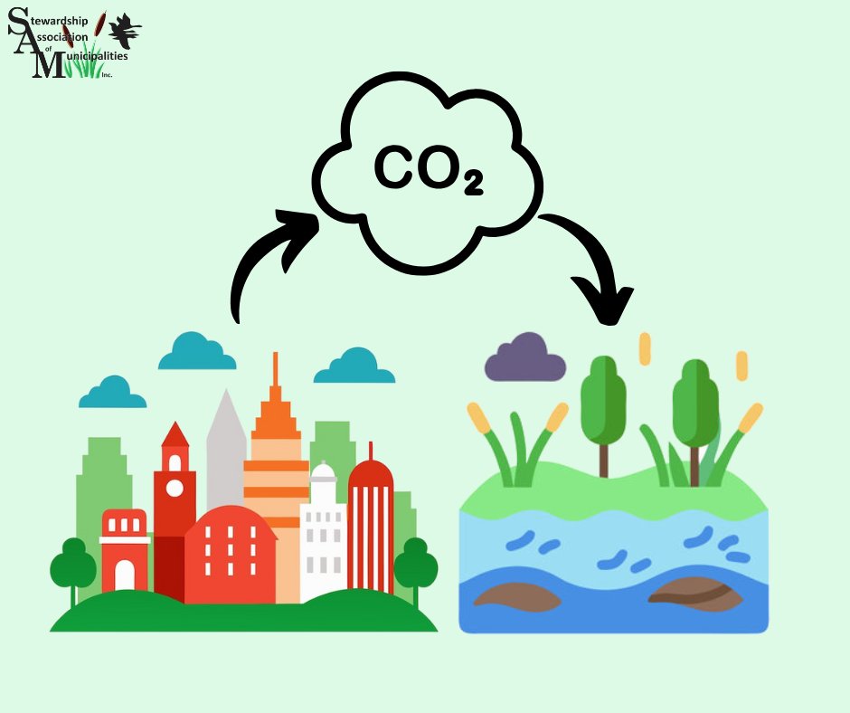 SAM_Stewardship's tweet photo. Wetlands are considered the most effective carbon sinks on earth helping to combat climate change by removing harmful carbon dioxide from our atmosphere! Join SAM and other ENGOs at the @Fluvarium on Sun Feb 2 from 1-3 PM for a free family fun day to learn all about wetlands! https://t.co/PGNxjfYPOC