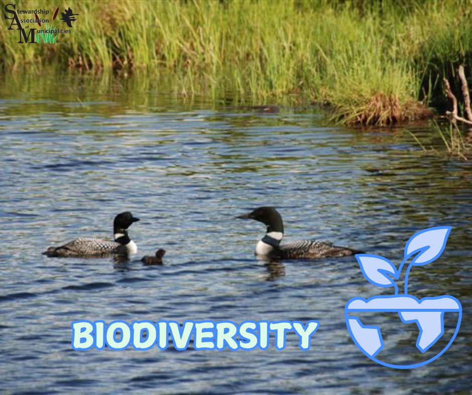 SAM_Stewardship's tweet photo. Wetlands are the most biodiverse (bio=life, diverse=different) ecosystem, supporting many plant and animal species - including endangered species! Join SAM and other ENGOs at the @Fluvarium on Sun Feb 2 from 1-3 PM for a free family fun day to learn all about wetlands! https://t.co/X2FC2clNoK