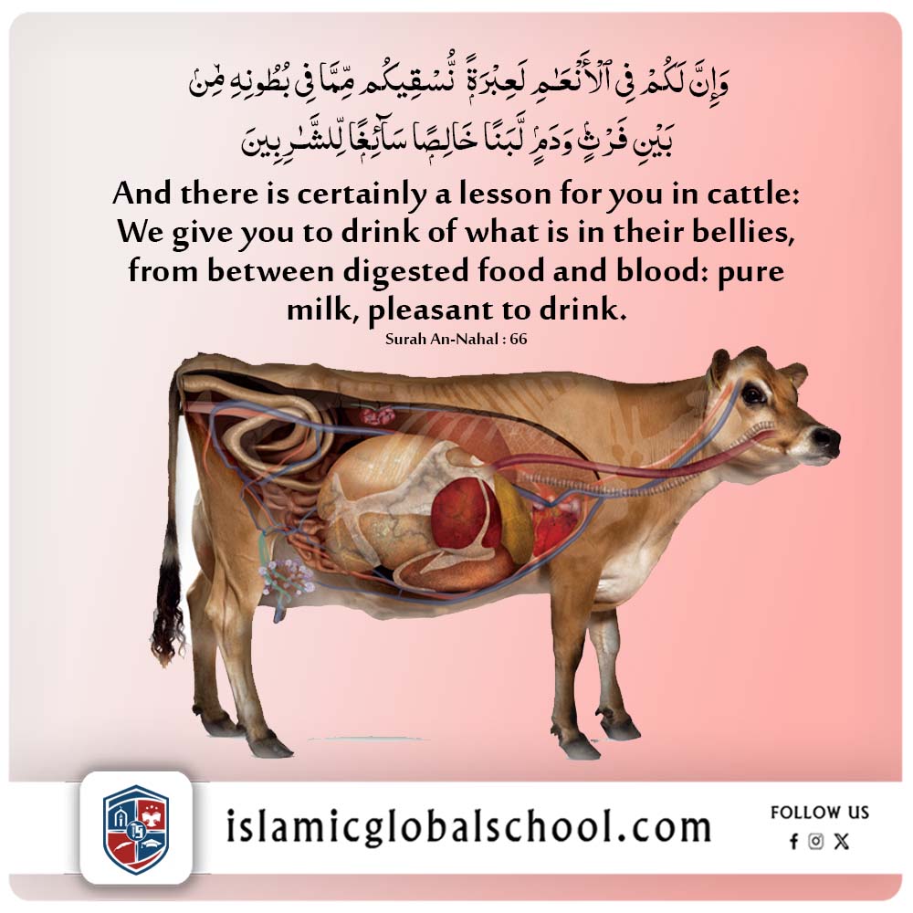 IslamicGlobalSc's tweet photo. 🥛A reminder to reflect on Allah’s countless blessings, even in the simplest things. 🌿✨

#QuranicWisdom #DivineSigns #BlessingsOfAllah

👉 https://t.co/EPLFUpcq05 https://t.co/2PdVY9TO8H