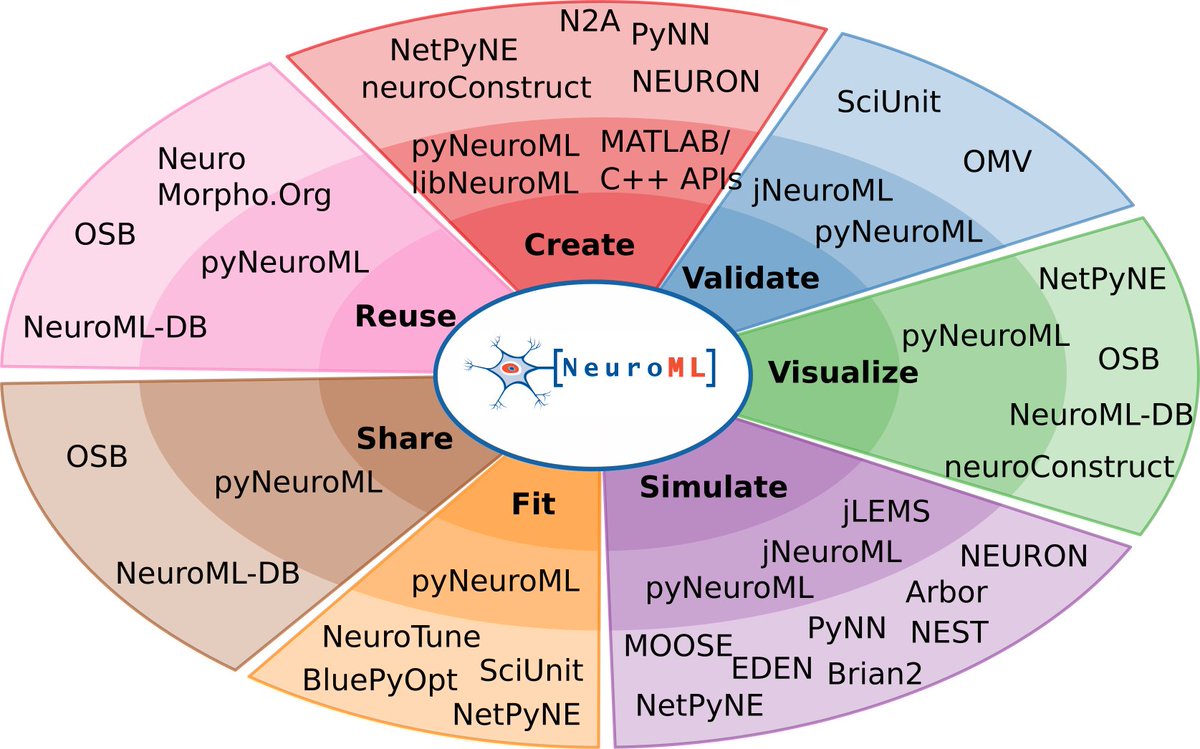 NeuroML's tweet image. A number of software tools are available for construction and simulation of models: @neuronsimulator , @_NetPyNE_ , @briansimulator , #PyNN, #NEST, @mooseneurosim , #EDEN etc.. These have their own features, styles, programming interfaces (APIs). 5/x