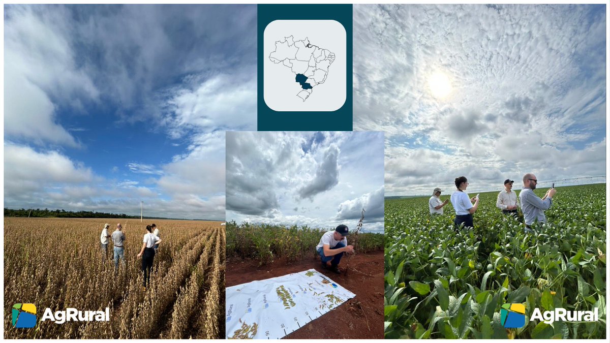 Part of AgRural's agronomical team is on the road to evaluate the #soybean crop in Paraná and Mato Grosso do Sul, two #Brazilian states that have faced irregular rains since mid-Dec. Last week, we trimmed the 24/25 crop production forecast to 171 mmt: bit.ly/3WAEiWq