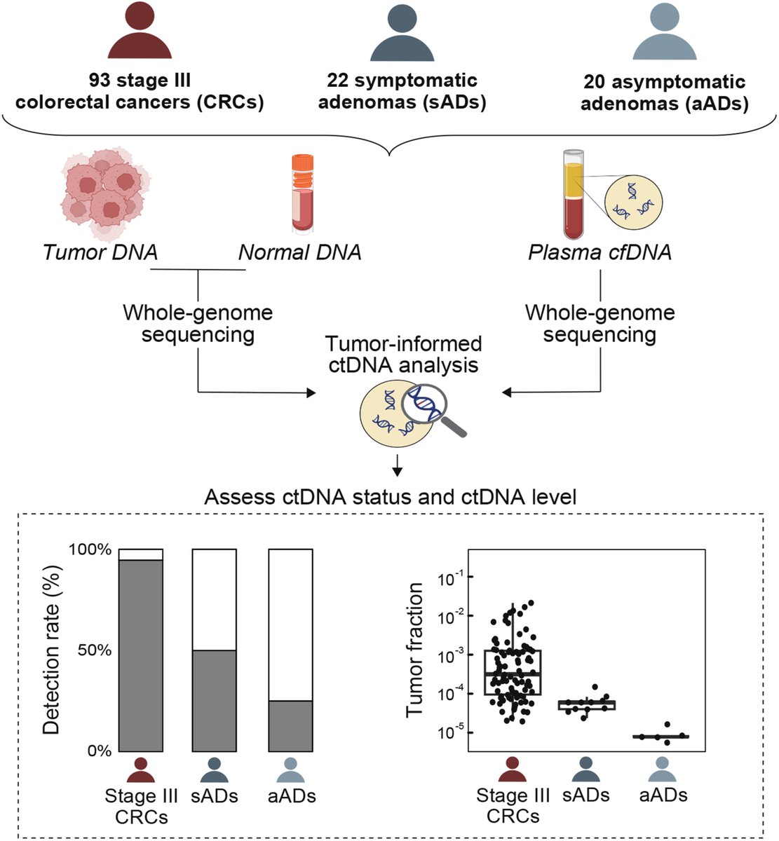 Molecular Oncology (@moloncology) on Twitter photo 🧬Whole-genome sequencing of cell-free DNA reveals DNA of tumor origin in plasma from patients with colorectal adenomas
➡️buff.ly/4ax9Imx
<a href="/amanda_fbj/">Amanda Frydendahl Boll Johansen</a> <a href="/adamjwidman/">Adam Widman</a> <a href="/CtdnaDK/">ctDNA_DK</a> <a href="/BalazsHalmosMD/">Balazs Halmos</a> <a href="/JesperNors/">Jesper Nors</a> <a href="/j_ahrenfeldt/">Johanne Ahrenfeldt</a> <a href="/landau_lab/">Dan Landau</a> <a href="/LindbjergC9416/">Claus Lindbjerg Andersen</a>
#cfDNA #CRCSM 🧬Whole-genome sequencing of cell-free DNA reveals DNA of tumor origin in plasma from patients with colorectal adenomas
➡️buff.ly/4ax9Imx
<a href="/amanda_fbj/">Amanda Frydendahl Boll Johansen</a> <a href="/adamjwidman/">Adam Widman</a> <a href="/CtdnaDK/">ctDNA_DK</a> <a href="/BalazsHalmosMD/">Balazs Halmos</a> <a href="/JesperNors/">Jesper Nors</a> <a href="/j_ahrenfeldt/">Johanne Ahrenfeldt</a> <a href="/landau_lab/">Dan Landau</a> <a href="/LindbjergC9416/">Claus Lindbjerg Andersen</a>
#cfDNA #CRCSM
