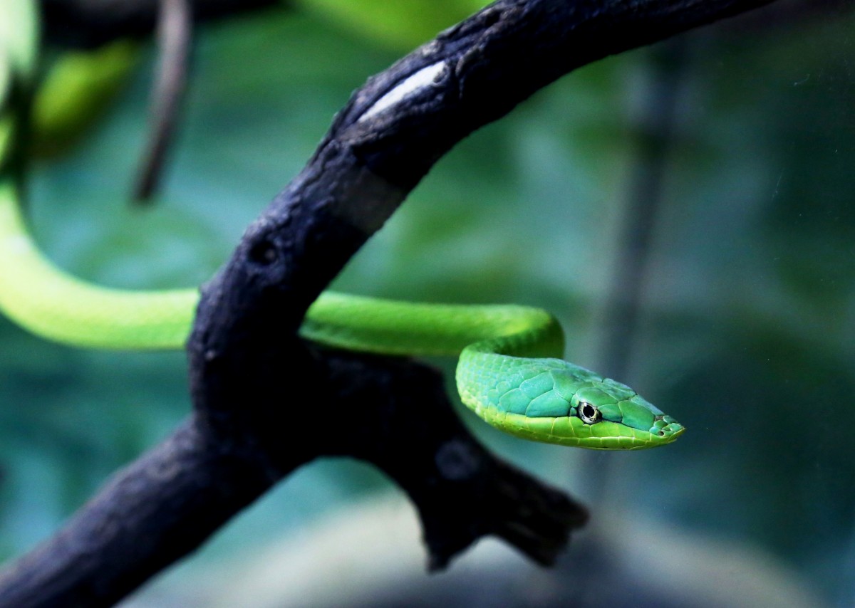 tradifengshui's tweet photo. Bonne année du Serpent 2025 ! 
Que vous réserve-t-elle ?
https://t.co/SfSQt2Su89

#traditionfengshui #annéeduserpent2025 https://t.co/4VHhl3Ws0V