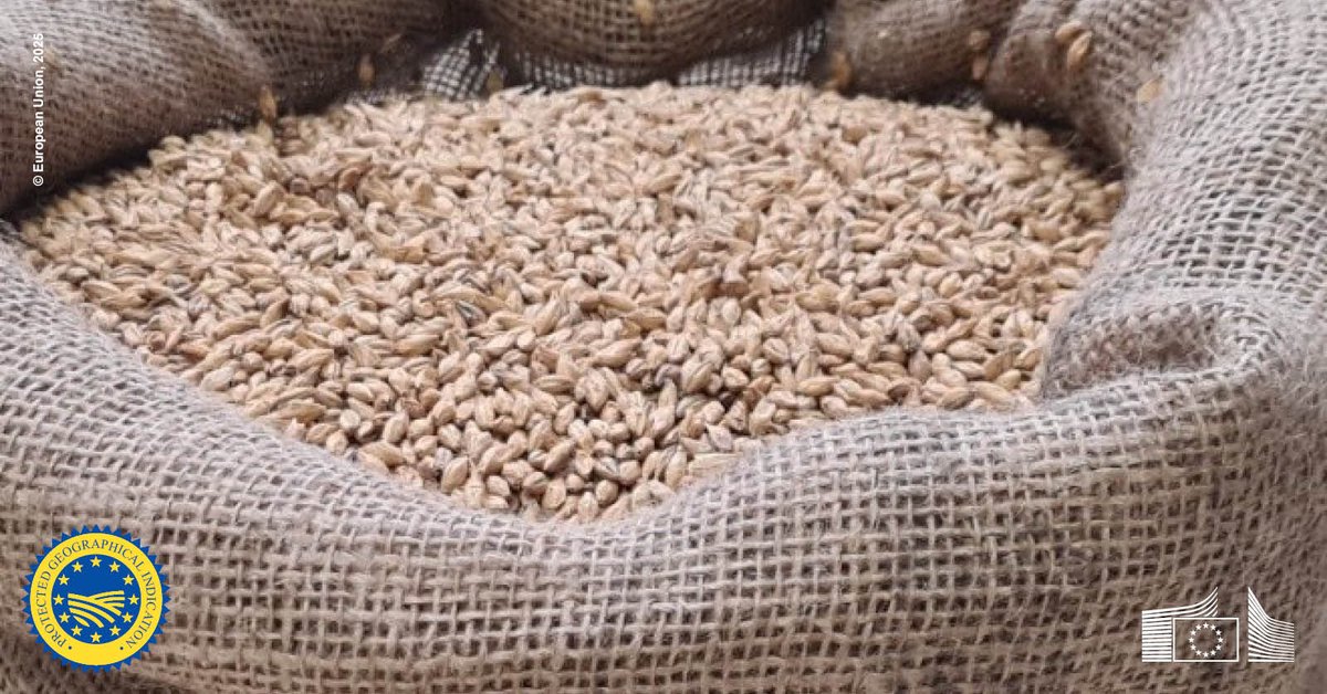 🇪🇺🇸🇰New Protected Geographical Indication registered from Slovakia:

Trnavský slad

is a light pilsner barley malt, crafted from selectively bred barley grown on the Trnava plain, perfect for brewing quality beer.

Discover more 👉europa.eu/!Cd6xRn
#EUQuality