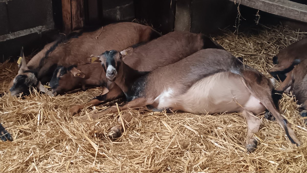 EJacquerie's tweet photo. C'est trop dur la vie des chevrettes !
#chèvre #caprin #elevage #agriculture #lait #fromagedechevre https://t.co/DsPGwk0egQ