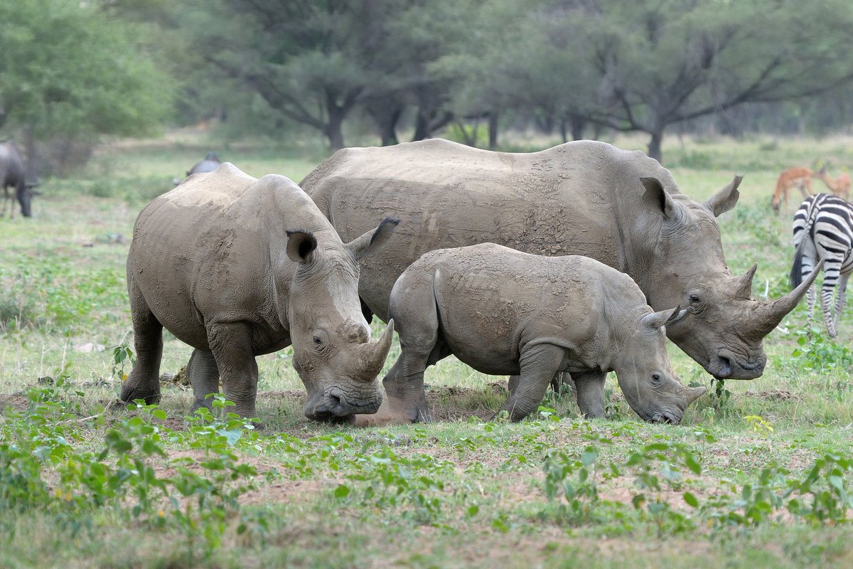 Visit Africa (@visitafrica2) on Twitter photo Uganda’s Ziwa Rhino Sanctuary is a conservation success story! With dedicated protection, rhinos are thriving here once again. Visitors can track them on foot, making it one of the most exciting wildlife experiences in Africa. Thank you <a href="/Lucy_Smize/">Lucy Smize</a> for shining light on this Uganda’s Ziwa Rhino Sanctuary is a conservation success story! With dedicated protection, rhinos are thriving here once again. Visitors can track them on foot, making it one of the most exciting wildlife experiences in Africa. Thank you <a href="/Lucy_Smize/">Lucy Smize</a> for shining light on this