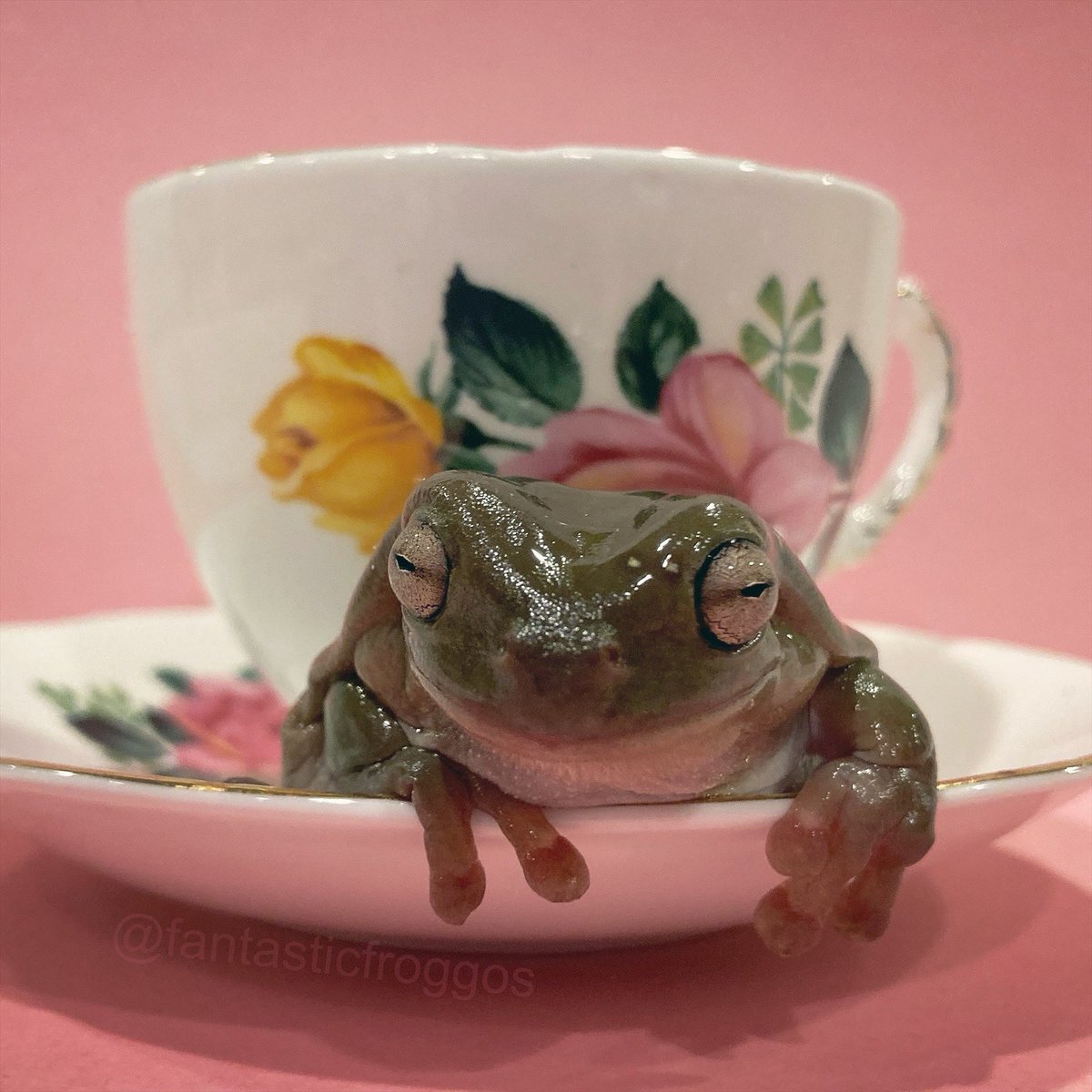TheFroggos's tweet photo. Tea or Crumpet? 🐸 https://t.co/4NeamItwSr