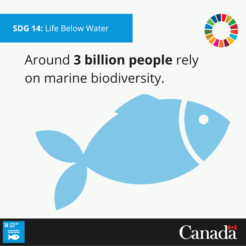 CanadaDev's tweet photo. Make waves for ocean health! Marine protected areas and #SustainableFishing practices help conserve #biodiversity. #HealthyOceans provide #FoodSecurity, protect economies and support the livelihoods of billions. #SDG14 #IDW2025
