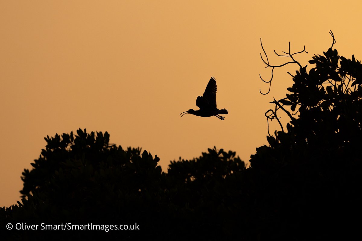 smartwildlife's tweet photo. Getting the group taking flight shots is always fun and the sunset cruises we do in The Gambia are one of the best ways to get close to birds. Here are a few from last night; Whimbrel, Goliath Heron, Yellow-billed Kite and Malachite Kingfisher. @naturetrektours #NaturePhotography https://t.co/NWZtaJbZ5J