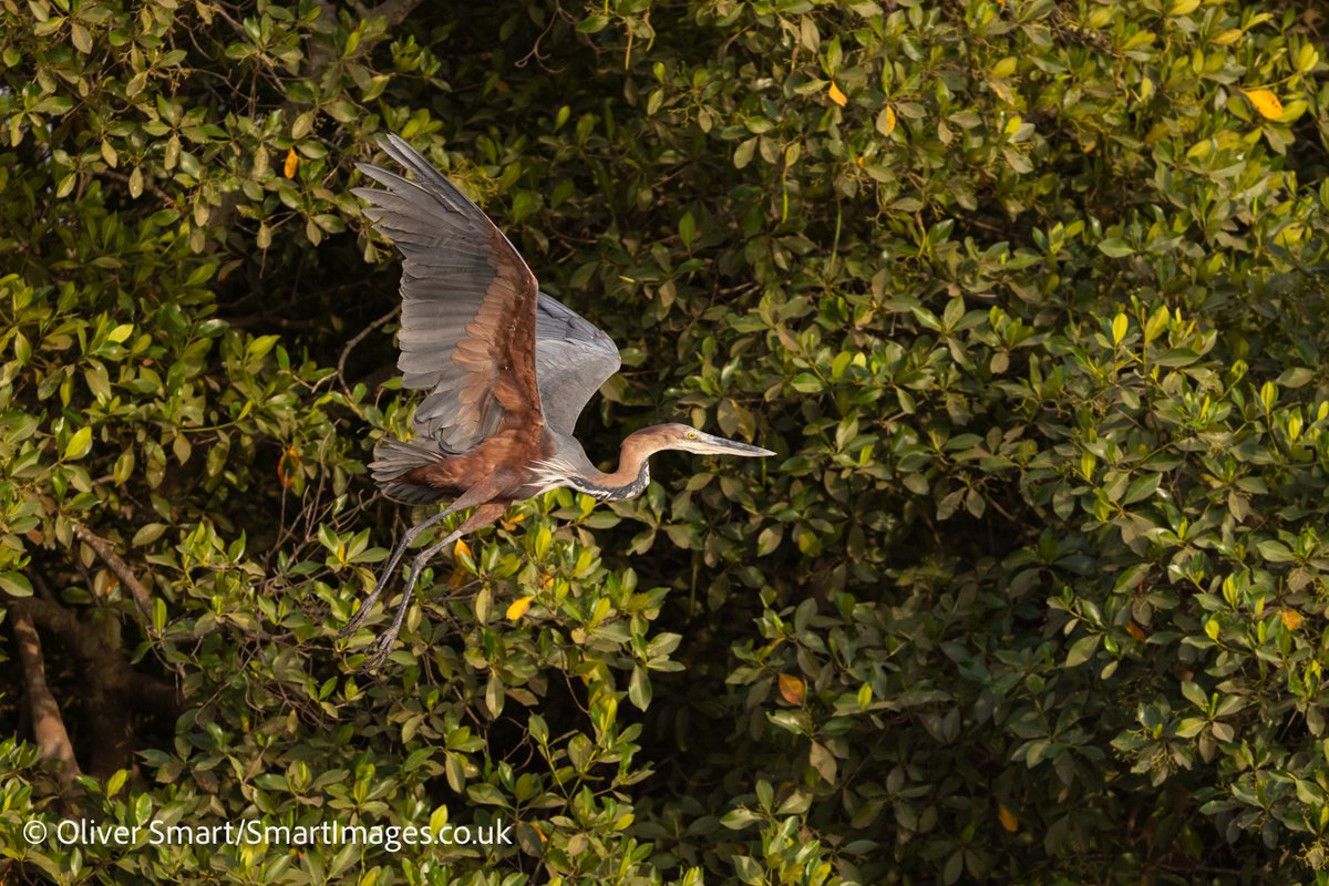 smartwildlife's tweet photo. Getting the group taking flight shots is always fun and the sunset cruises we do in The Gambia are one of the best ways to get close to birds. Here are a few from last night; Whimbrel, Goliath Heron, Yellow-billed Kite and Malachite Kingfisher. @naturetrektours #NaturePhotography https://t.co/NWZtaJbZ5J