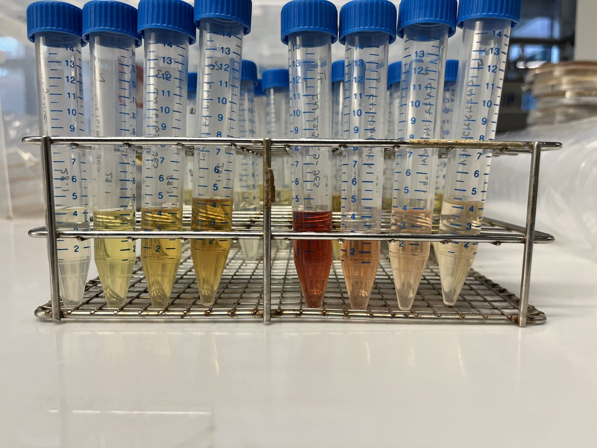 It’s one of those orange-yellow and red-pink kind of days 🧡💛♥️🩷 <a href="/BOKUvienna/">BOKU University</a> <a href="/mycobiomics/">Mycobiomics</a> #fusariummagic <a href="/Fabiteam1/">FABI</a>