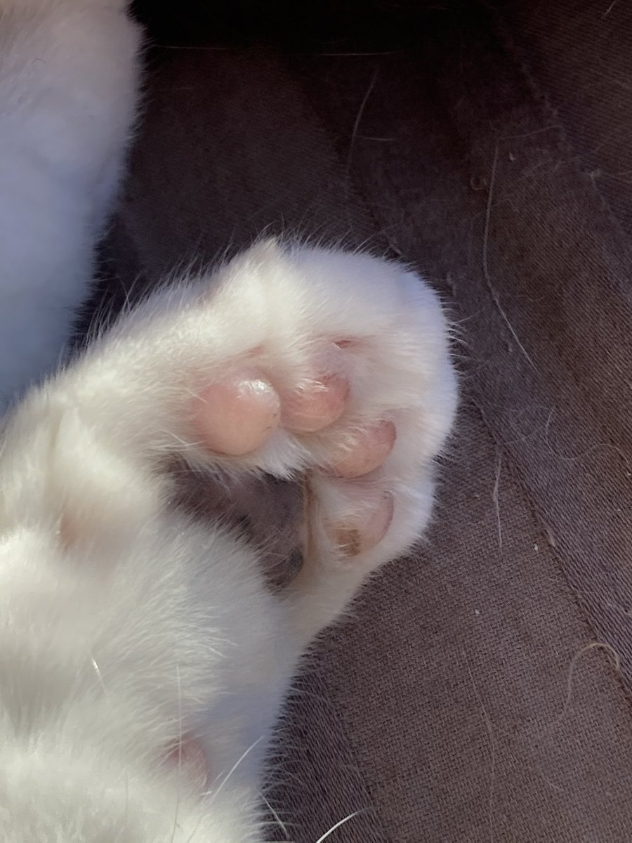 Mellow_Fello's tweet photo. Tuesday’s Hello Sunshine Midwest report: ❤️Good Morning SUNSHINE! Gonna be in the 50’s….I’m almost delirious, says GRAN!  @JoyOfCats @LordGraydon @cat01cat01cat01 @SkittlesFriends @chigal111 @ThePhilosopurr @Aishatonu https://t.co/9qQp3bY0zI