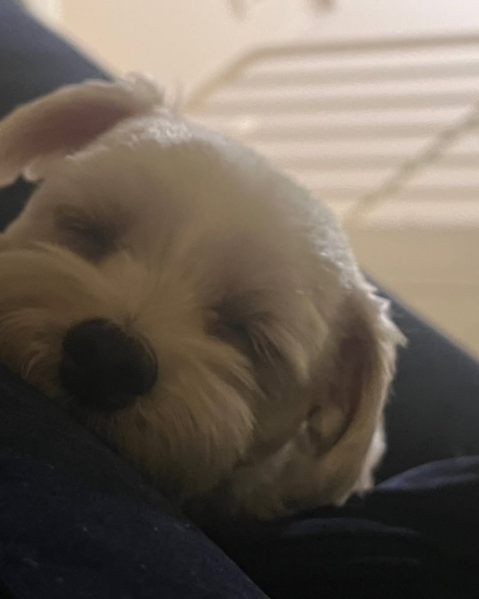 Amanda_ChaeYeon's tweet image. 체리 얼굴공격은 진짜 늘 설레😍
으힛!!!!!!!!
채리 채소도 새해복 많이 받자아아아아아아😆

#이채연 #이채리 #이채소 #새해복