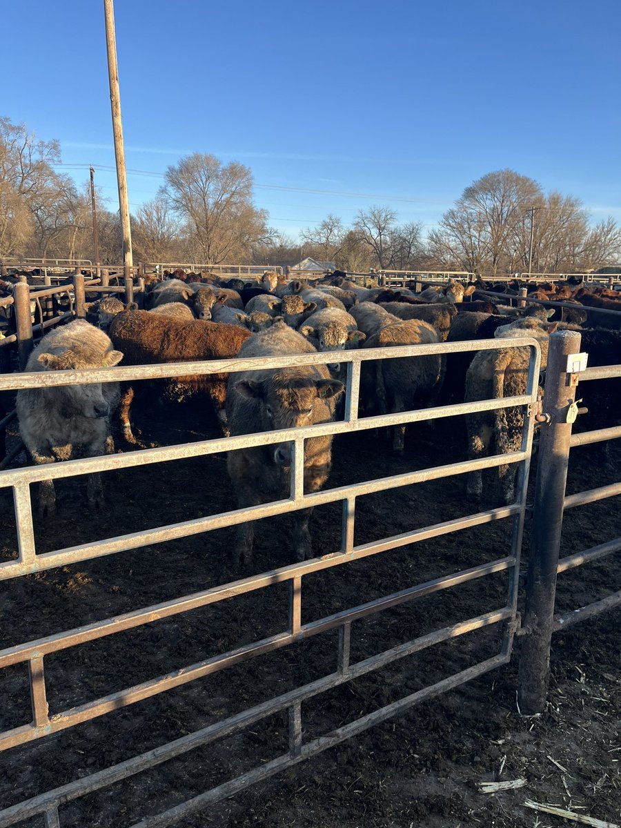 DylanRus's tweet image. 2,400 fats overnight