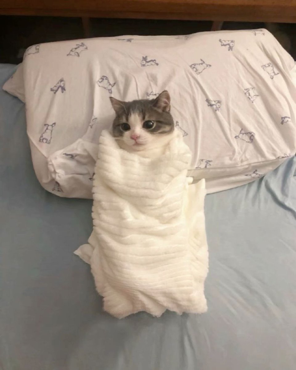 ShouldHaveCat's tweet photo. in his lil blanky 🥹 https://t.co/pIr3QSksRL