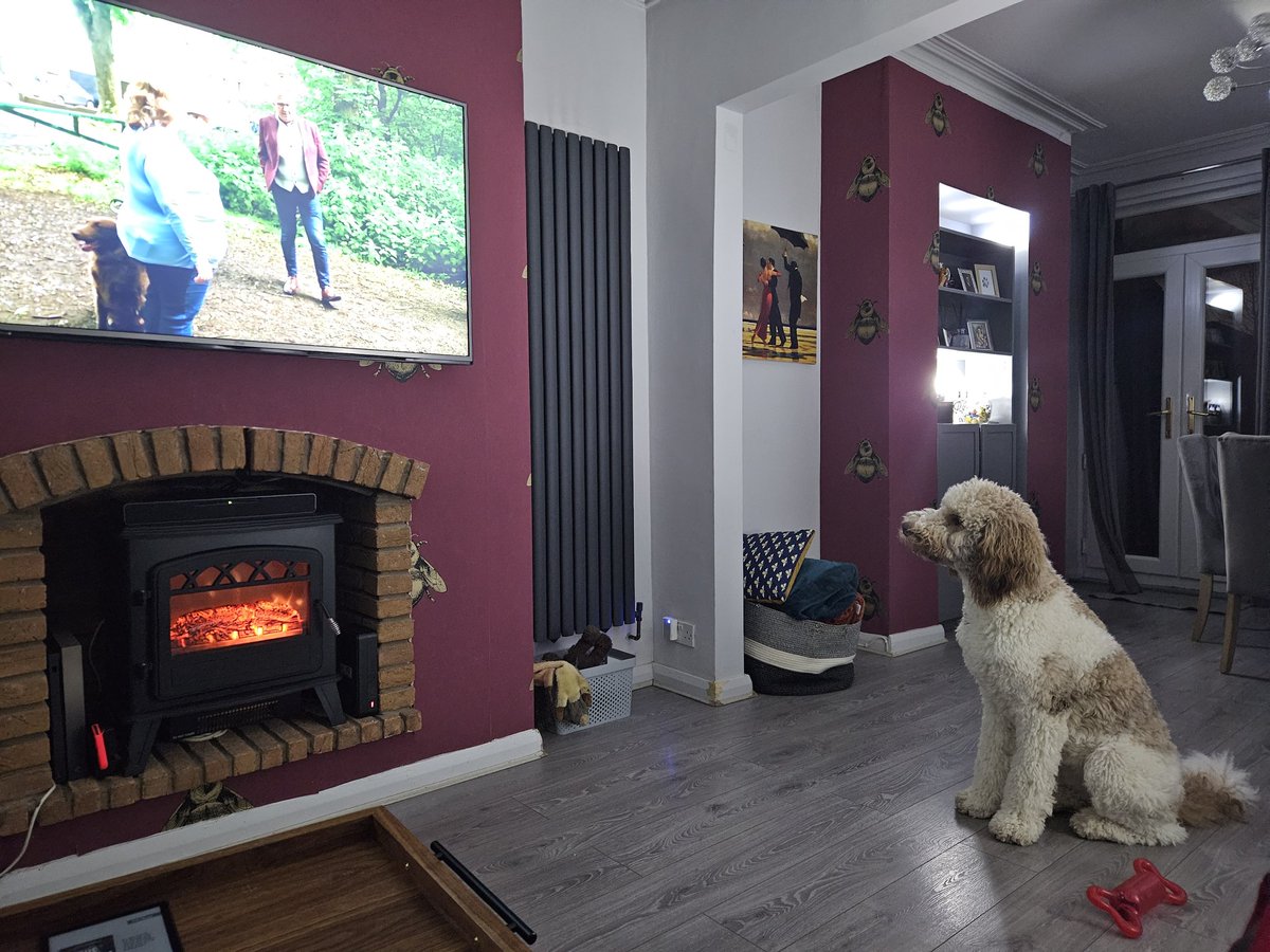 ayjayoh21's tweet photo. It's that time of the week again.

They only need to hear the voice of @GraemeDogfather and they act like butter wouldn't melt.

#dogsbehavingverybadly https://t.co/YgrCf0eFgr
