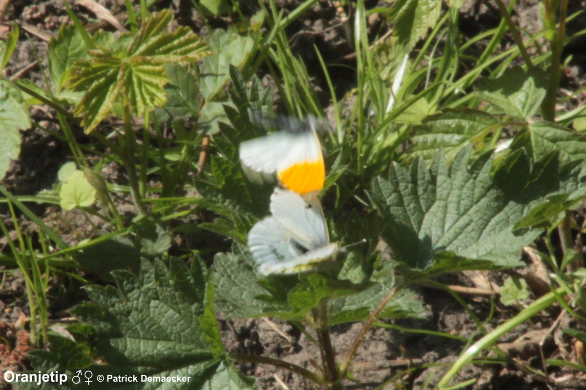Natuurexplorati's tweet photo. #vlindermaand dag28 Oranjetipje, n klein witje. Vooral in vochtige voorjaarsbossen en graslanden met veel Pinksterbloem, 1v/d waardplanten. β onmiskenbaar met oranje vleugeltip & gemarmerde onderkant vleugel. #mykh #insects #vlinders #butterflies #natuur #fauna #natuurdichtbij https://t.co/XeVtd770yS
