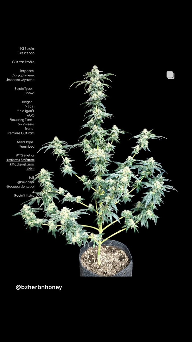 BzHerbnHoney's tweet photo. 1-3 Strain: Crescendo
Cultivar Profile
Terpenes:
Caryophyllene, Limonene, Myrcene
Strain Type:Sativa
Height
> 78 in
Yield (g/mยฒ)
600
Flowering Time
8 โ 9 weeks
Brand
Premiere Cultivars
Seed Type
Feminized
#1TGenetics #mfarms #MFarms #MathewsFarms #Hive
Soil:
@buildasoil
@ecogardensupply
@acinfinityinc