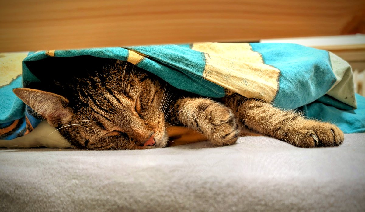 Meine momentane Lieblingsbeschäftigung 

#CatsofTwittter #Cats