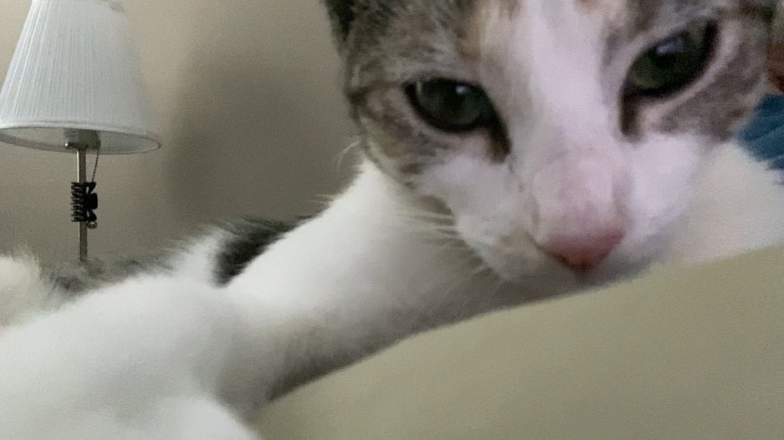 The Foxes' Cats tweet media