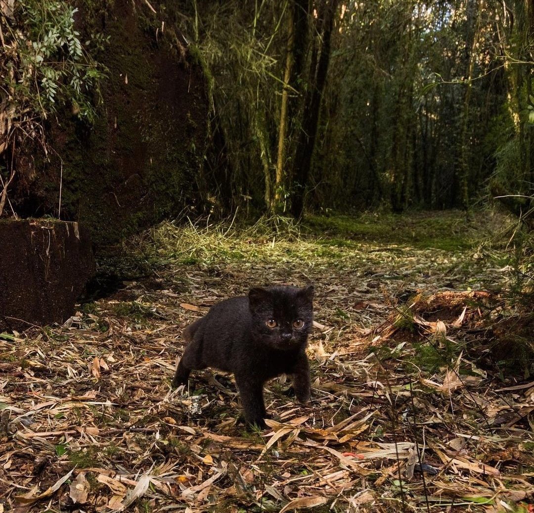 MythyMoo tweet media